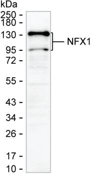 NFX1